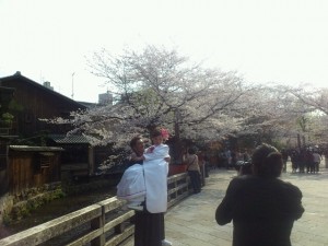 京都前撮り　桜シーズン