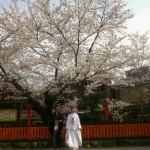 京都前撮り　桜シーズン