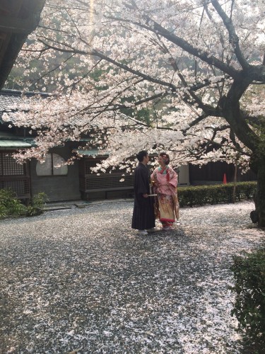 桜の季節の和装前撮り
